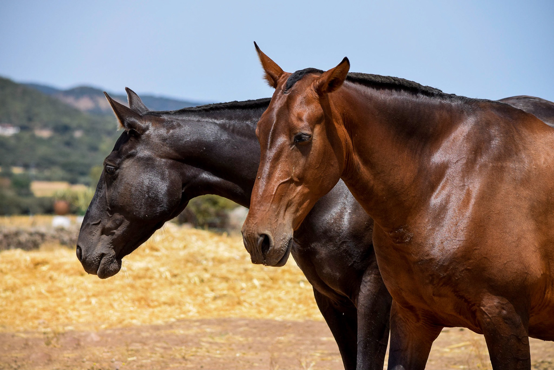 Gramola & Inducida IV, PRE Andalusian Brood Mares. © CavalReal