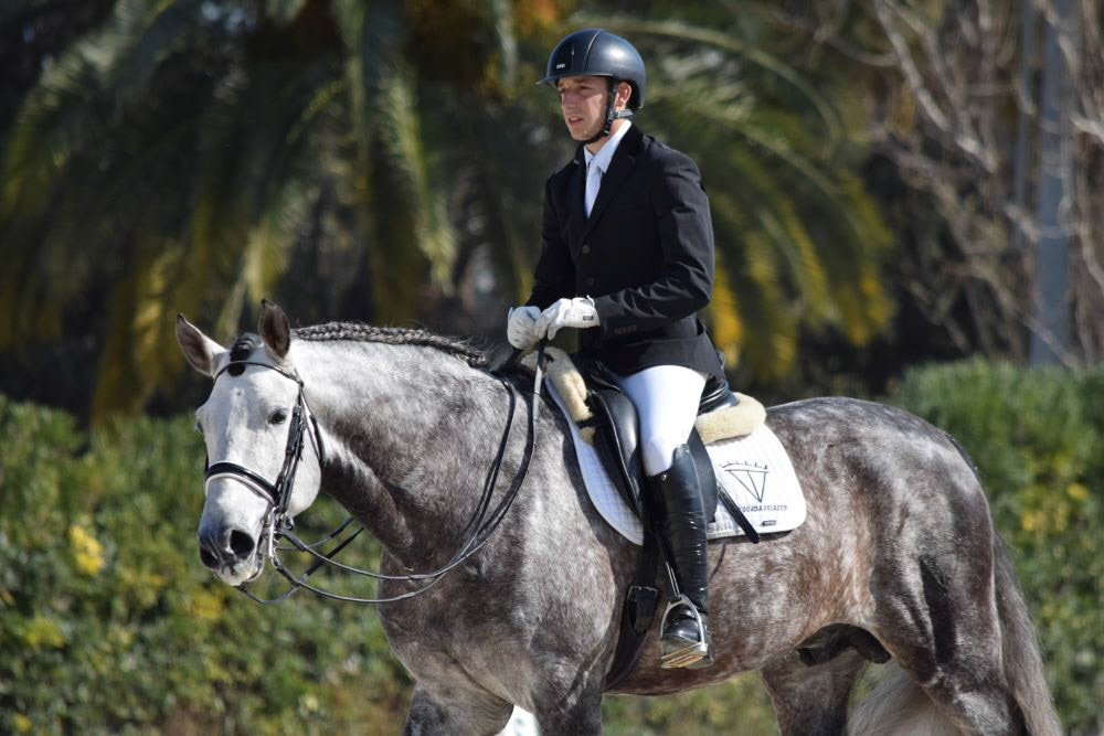 PRE Stallion Ambicioso VG Wins Gold. Photo © CavalReal