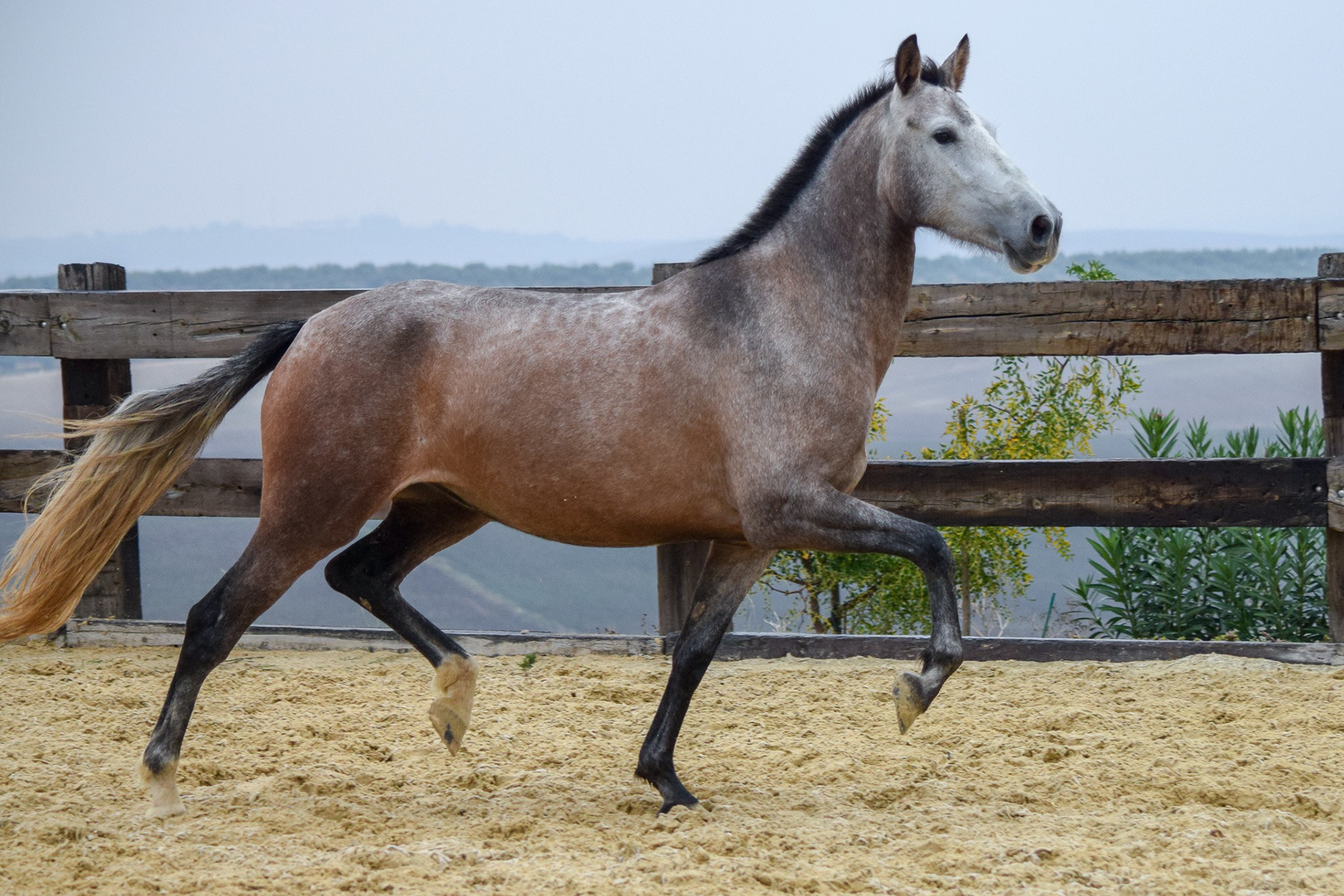 Bohemia Real, Pura Raza Española, 2 years / años