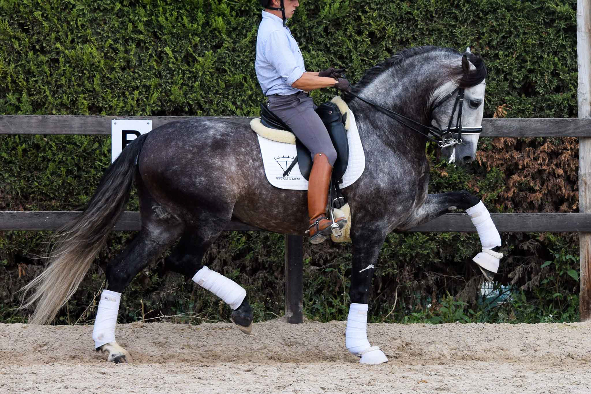 PRE Andalusian Stallion Ambicioso VG. Photo © CavalReal