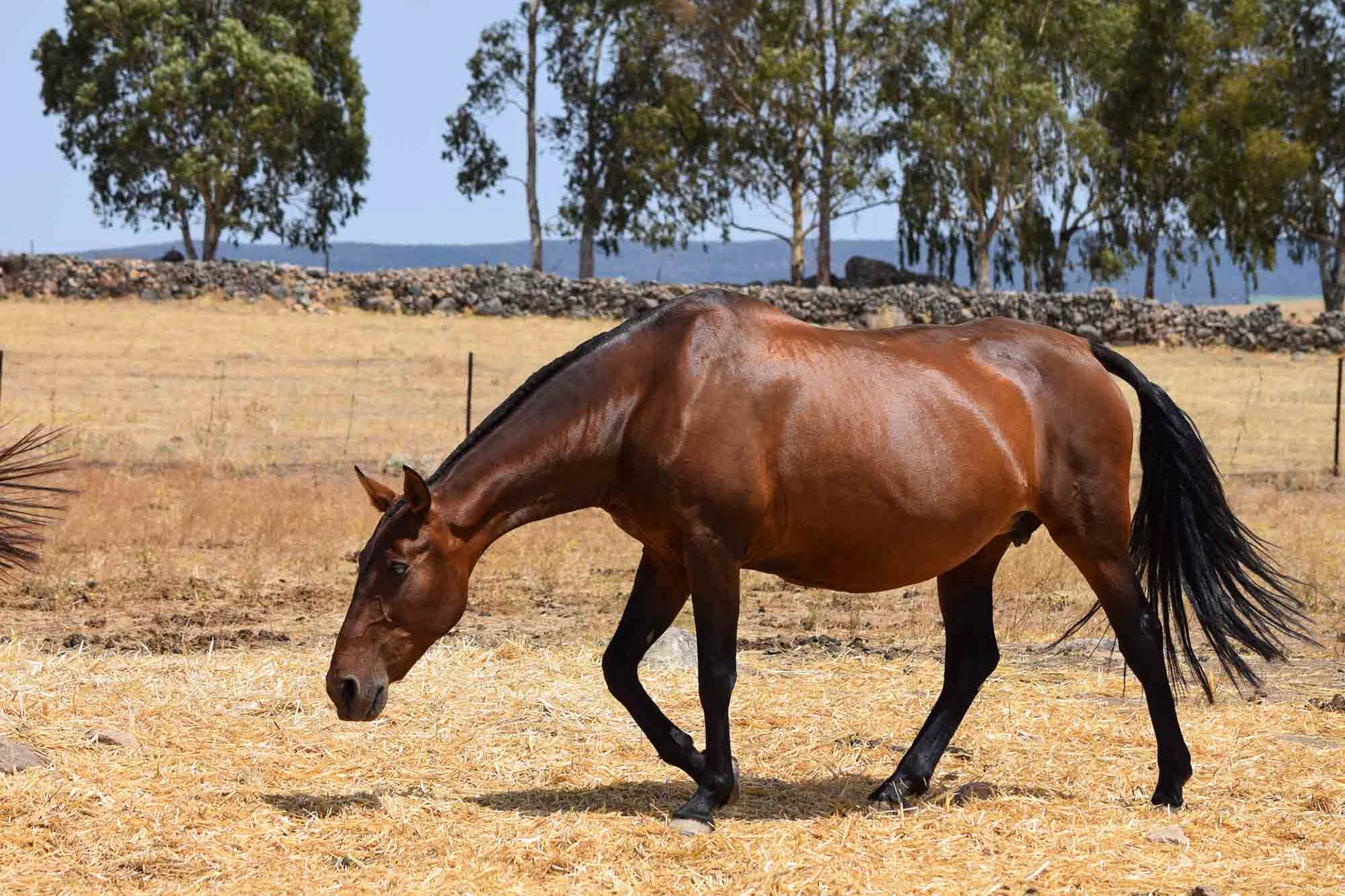 Gramola, PRE Andalusian Brood Mare. © CavalReal