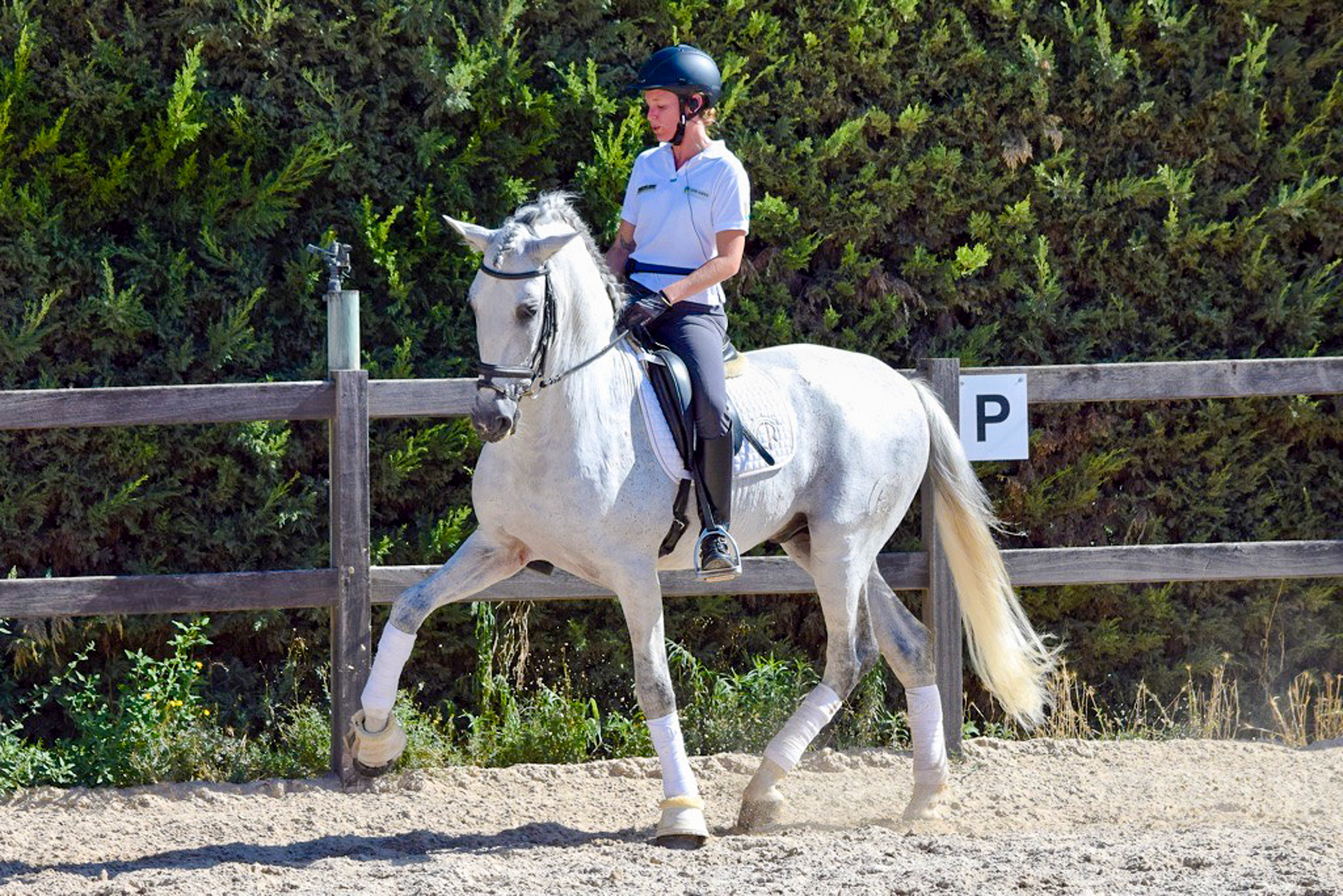 Dressage Class with PRE Stallion