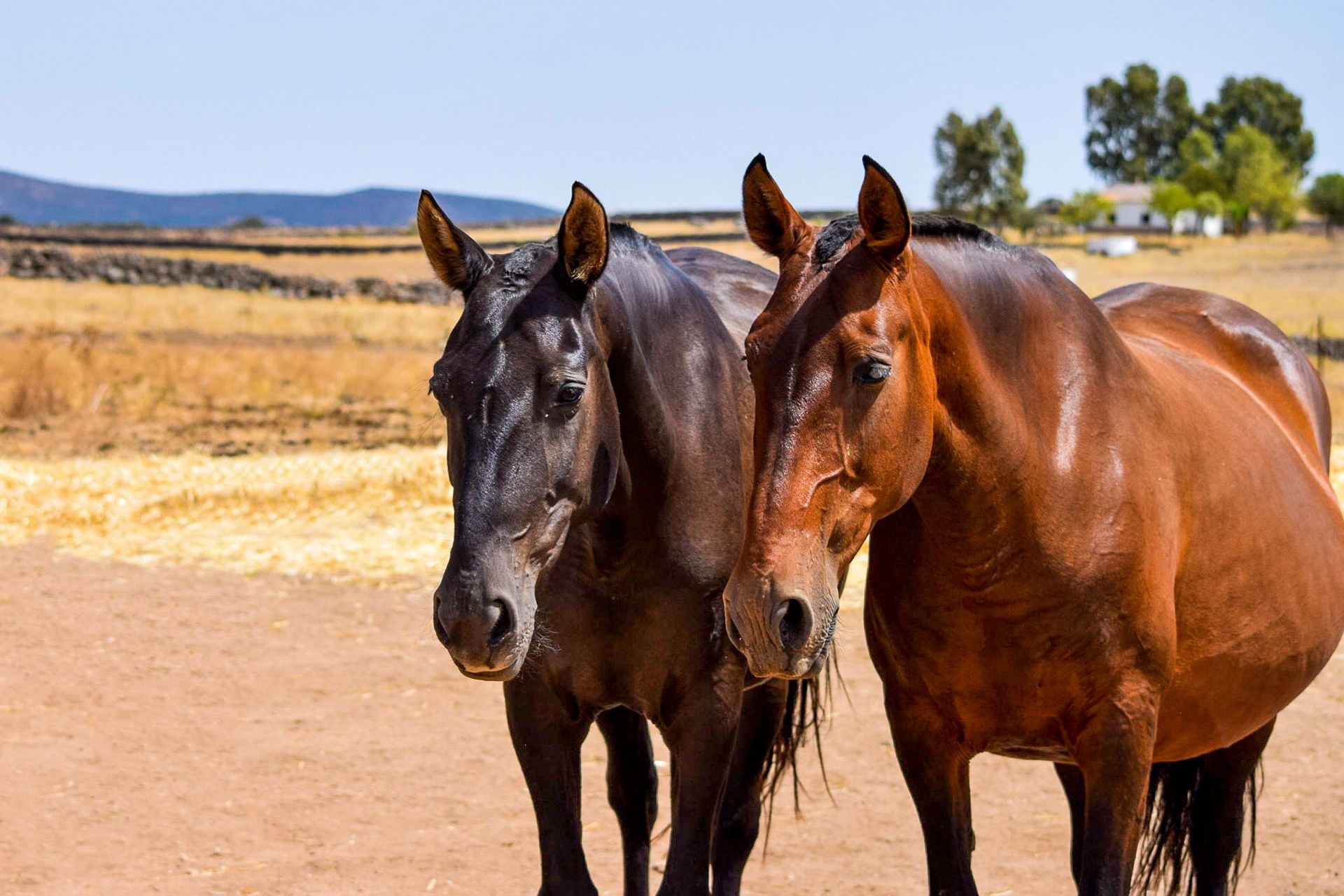 Gramola & Inducida IV, PRE Andalusian Brood Mares. © CavalReal