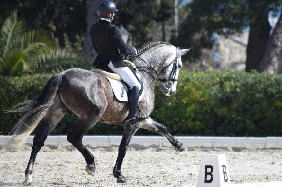 PRE Stallion Ambicioso VG Wins Gold. Photo © CavalReal