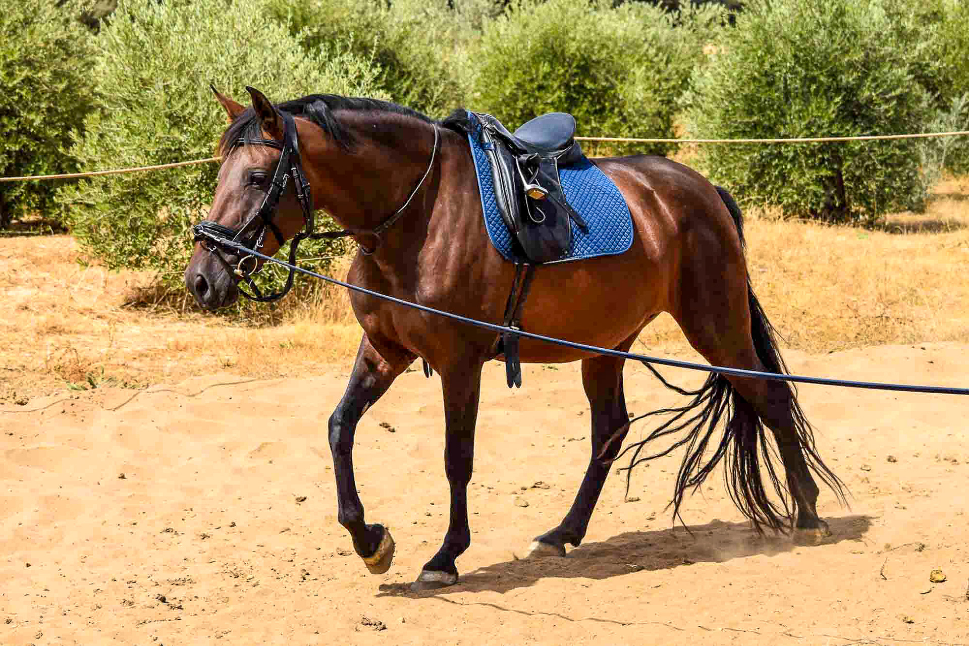 PRE Andalusian Mare, 4 Years. © CavalReal. All Rights Reserved.