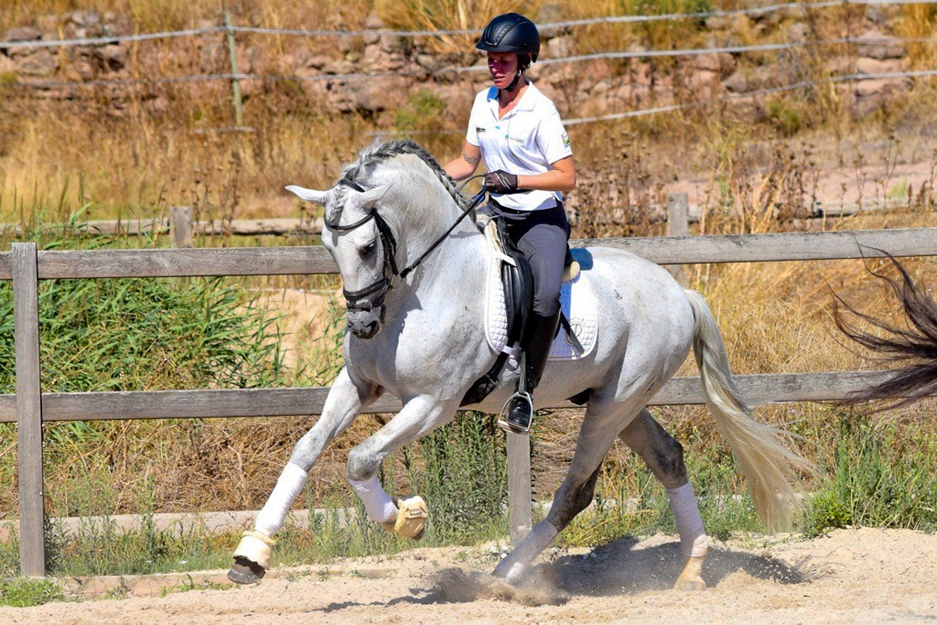 Dressage Class with PRE Stallion