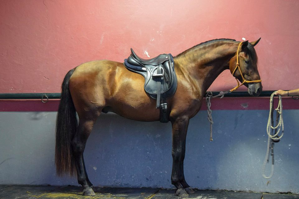 Bolero Real, 3 years / años. © CavalReal