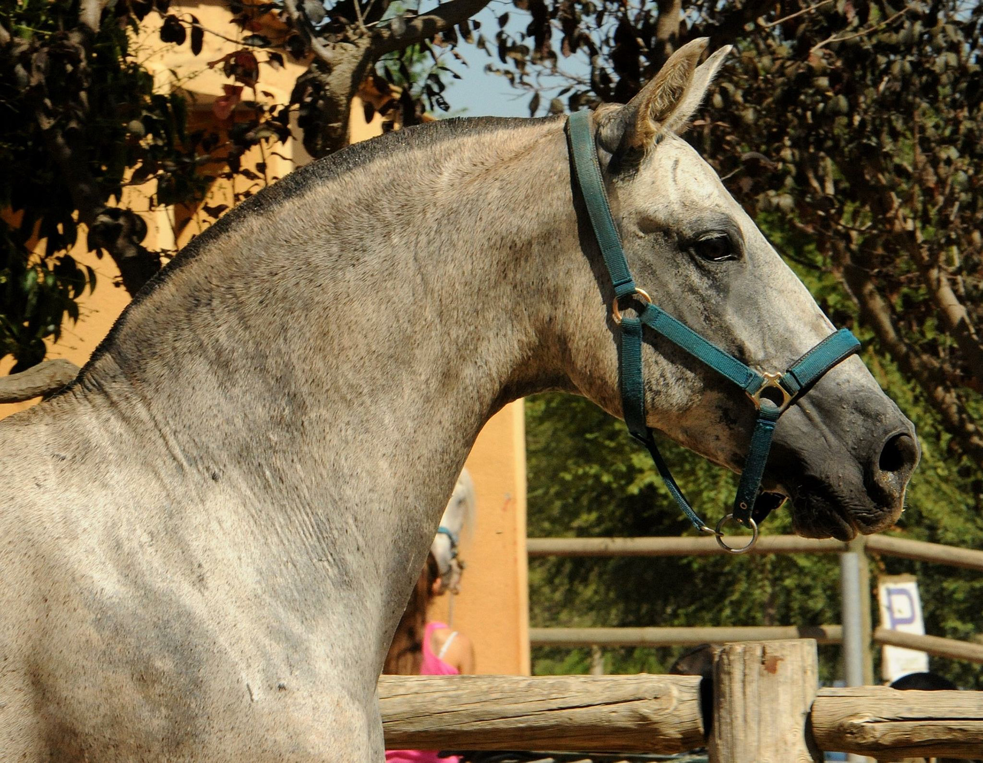 Controlada VG - Purebred Spanish Mare
