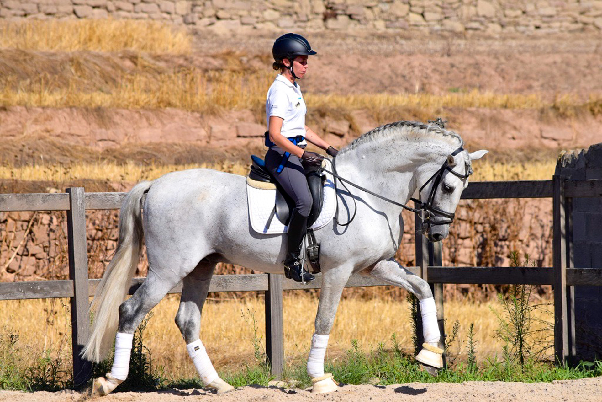 Dressage Class with PRE Stallion
