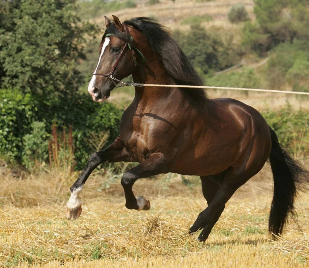 Gala's father Mariscal XLIX