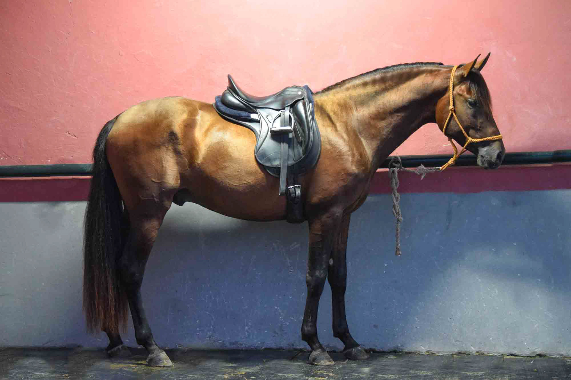 Trying on the Saddle | Bolero Real 3 years © Valentina CavalReal 2018