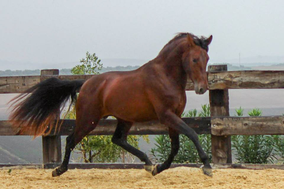 Bolero Real, 3 years / años. © CavalReal