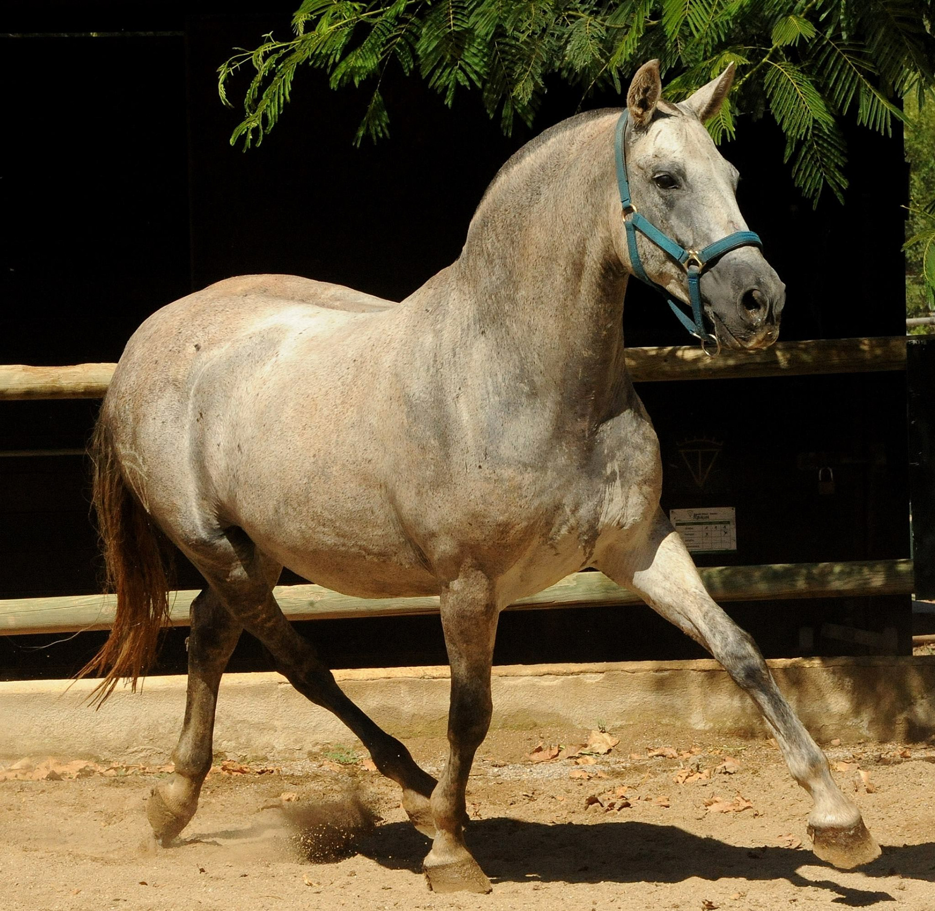 Controlada VG - Purebred Spanish Mare