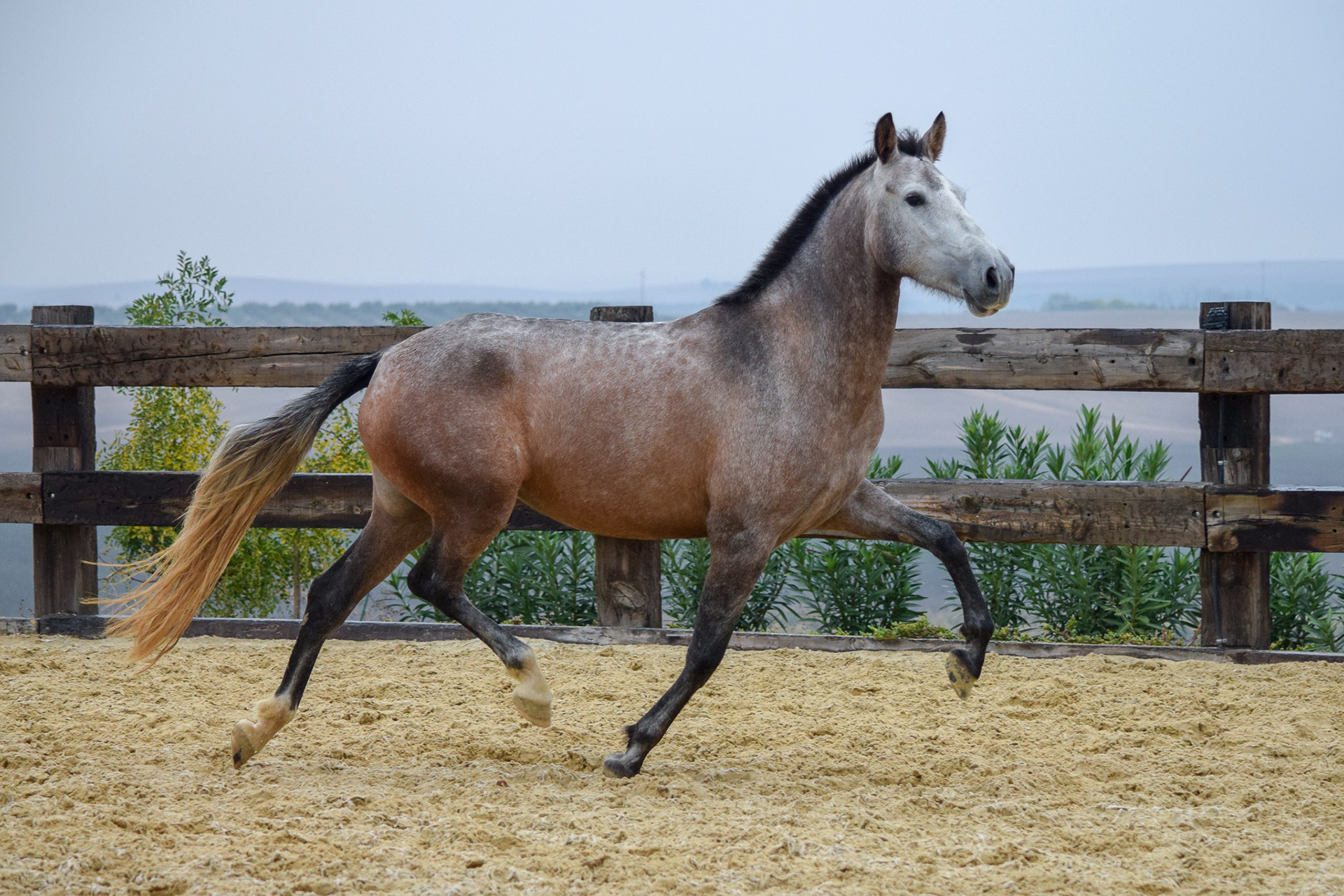 Bohemia Real, Pura Raza Española, 2 years / años
