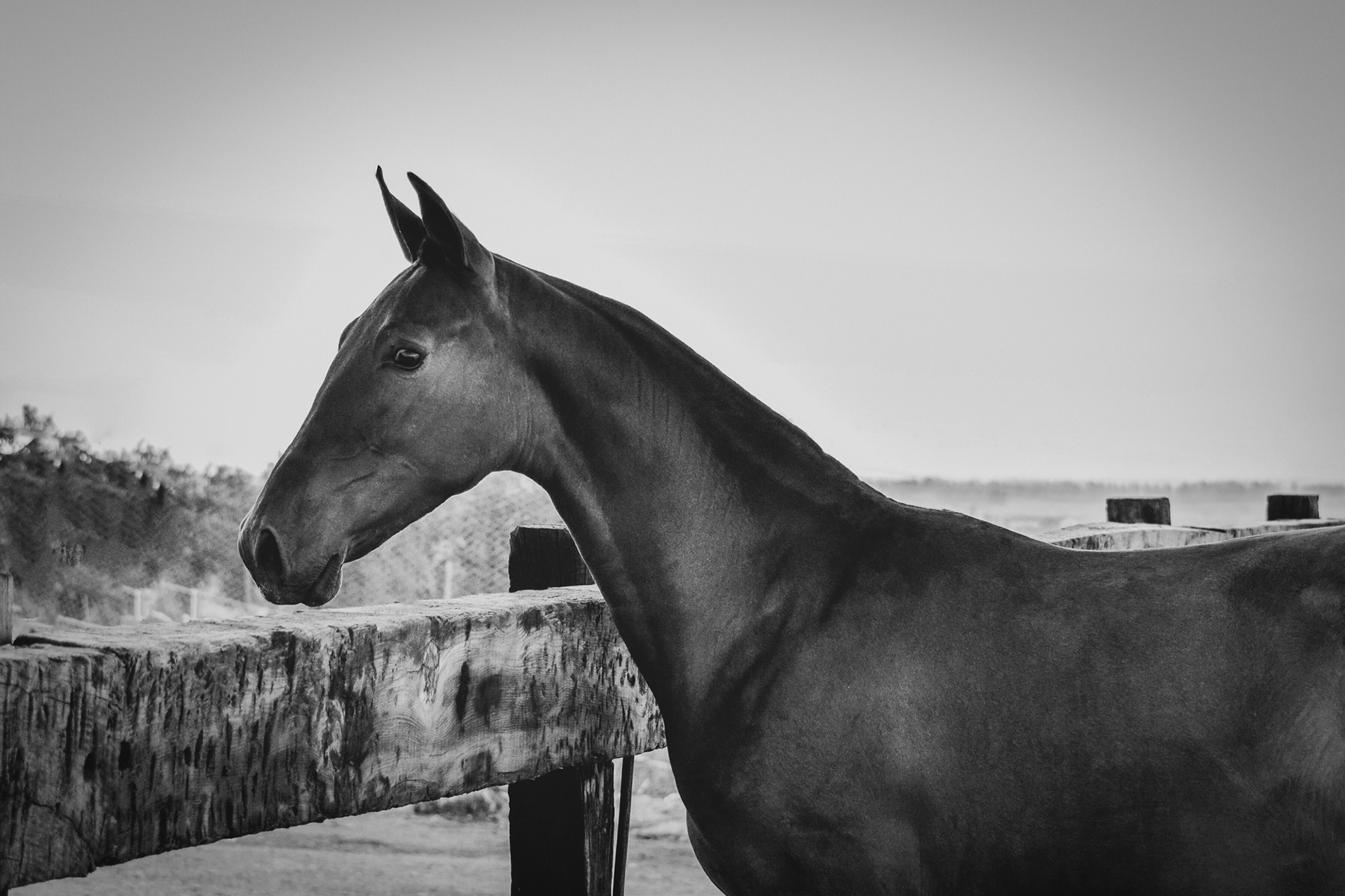 Electra Real © CavalReal