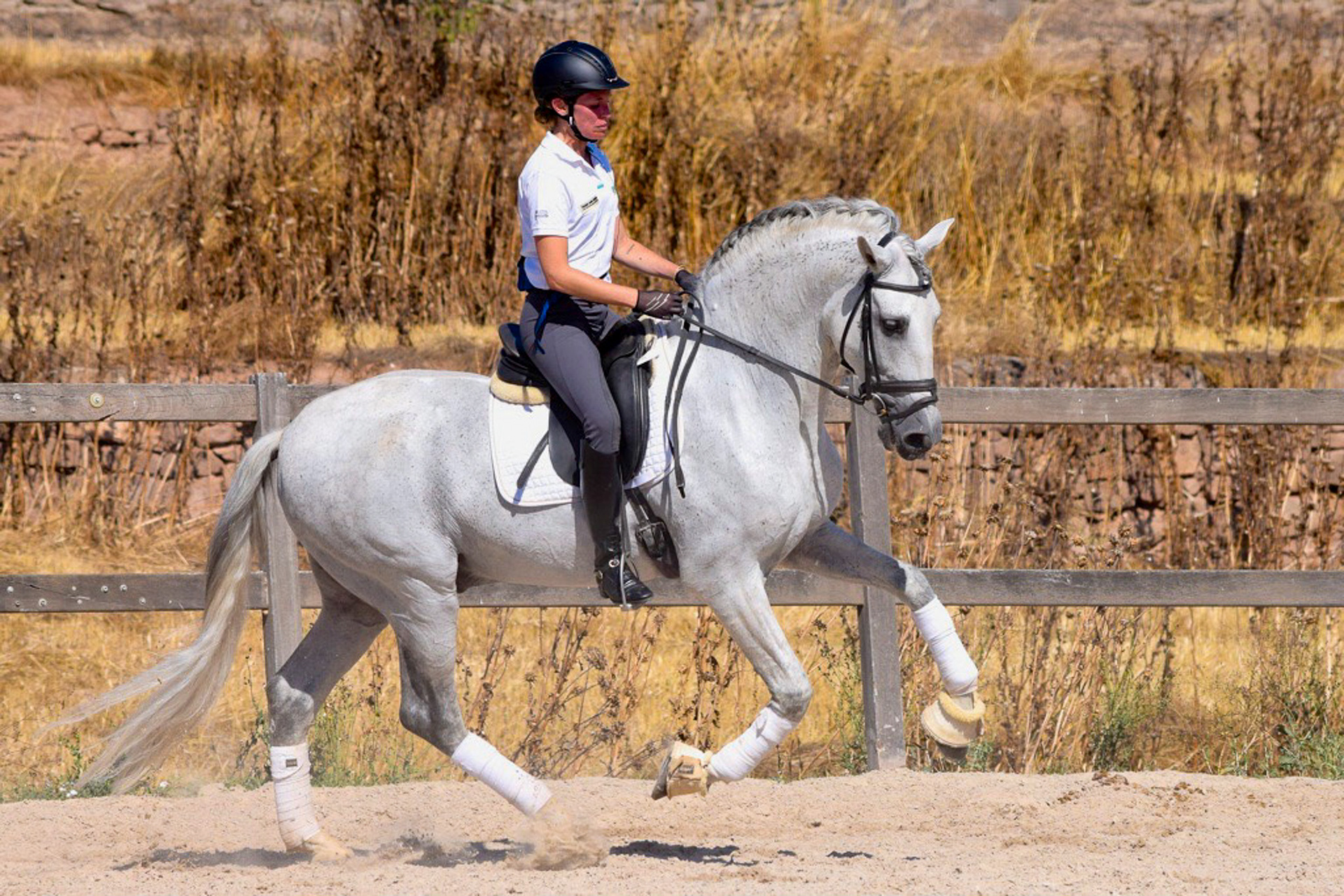 Dressage Class with PRE Stallion