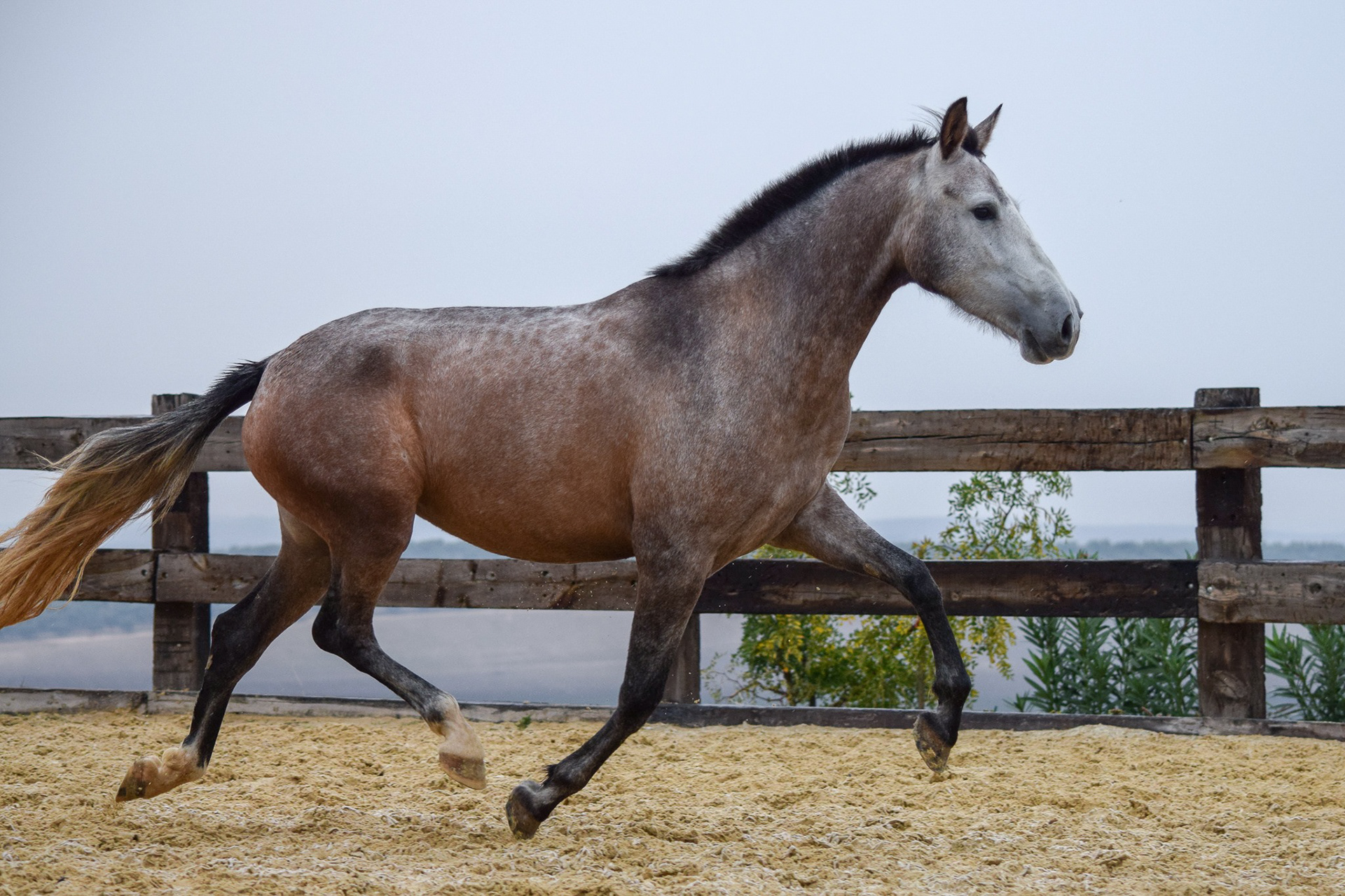 Bohemia Real, Pura Raza Española, 2 years / años