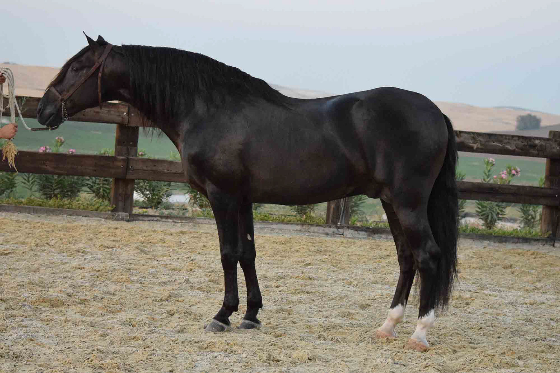 Black PRE Stallion © VCR 2018