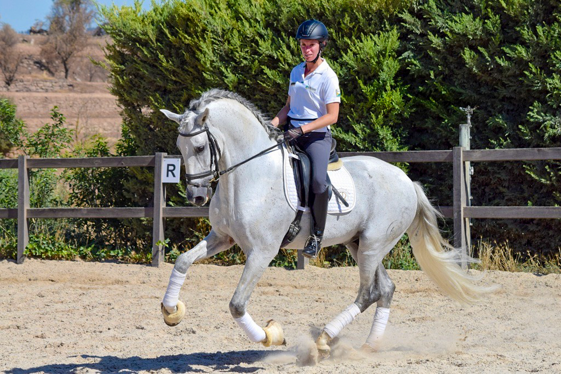 Dressage Class with PRE Stallion