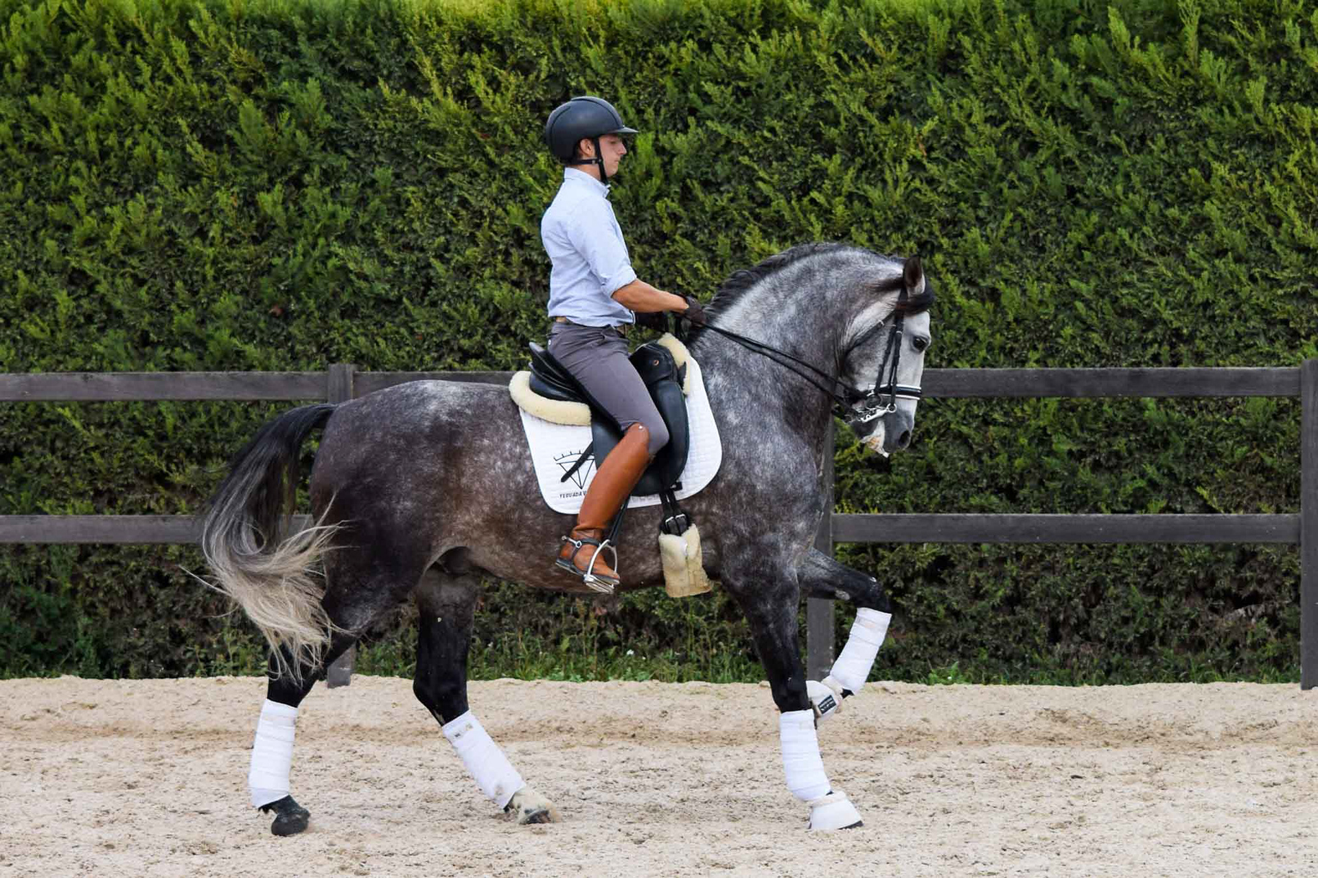 PRE Andalusian Stallion Ambicioso VG. Photo © CavalReal