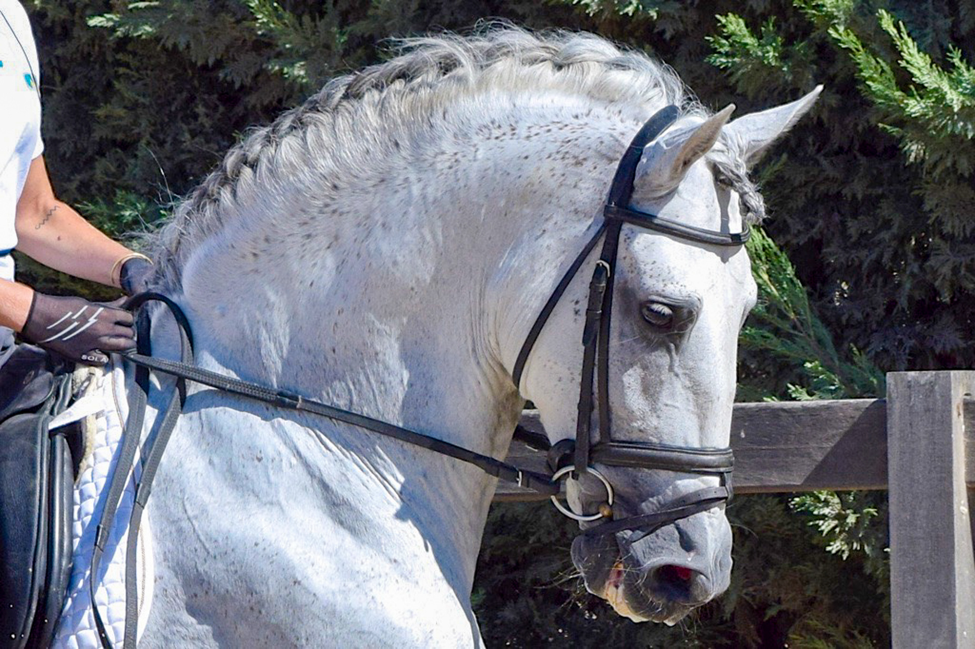 Dressage Class with PRE Stallion
