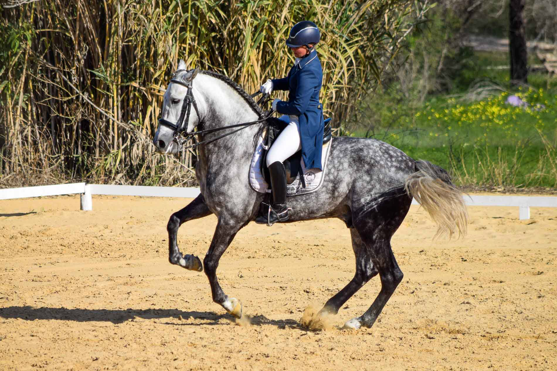 PRE Andalusian GP Prospect © VCR