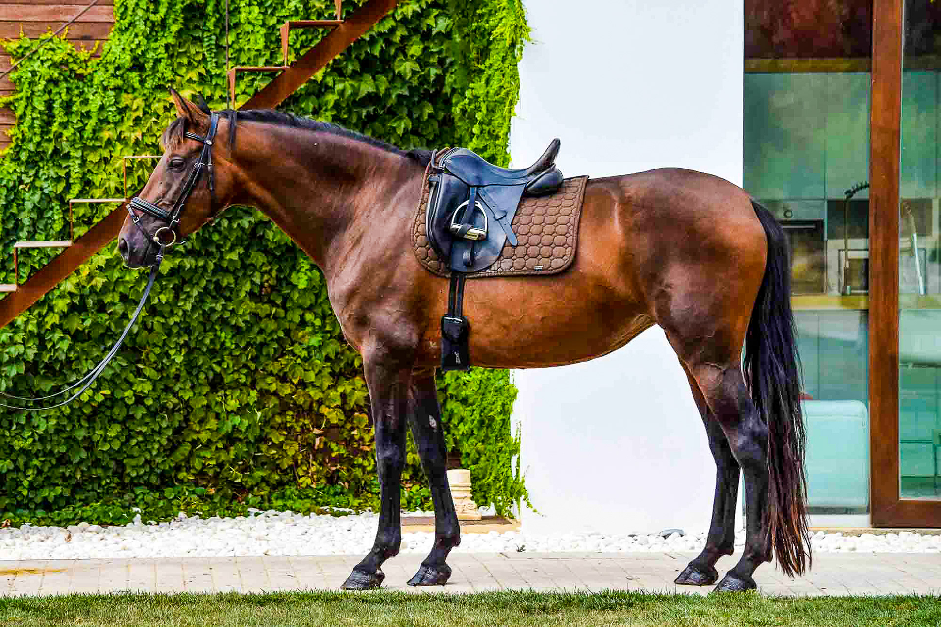 Sueca III, PRE Andalusian Mare, 4 years / años. © CavalReal