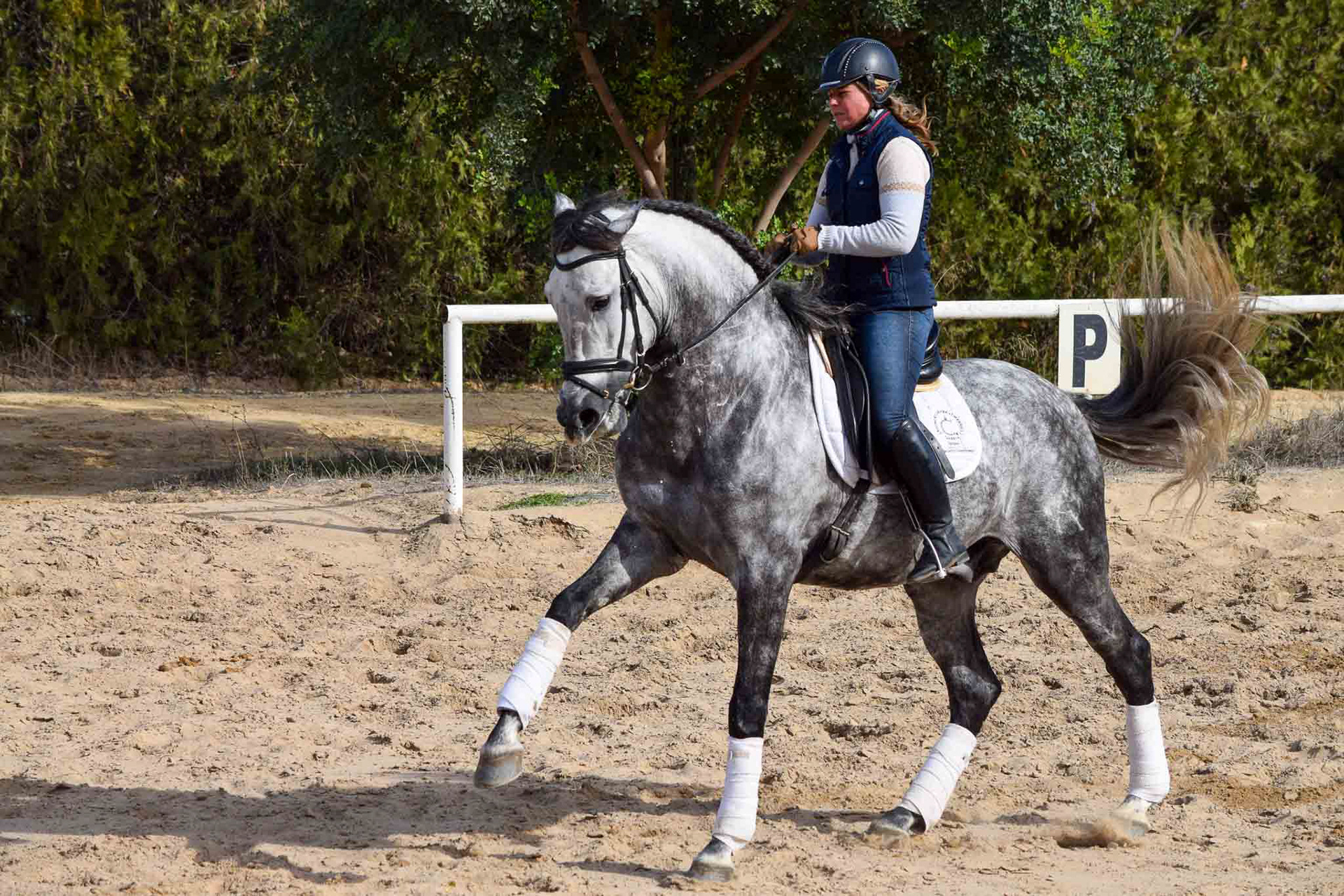 PRE Andalusian Grand Prix Prospect © VCR