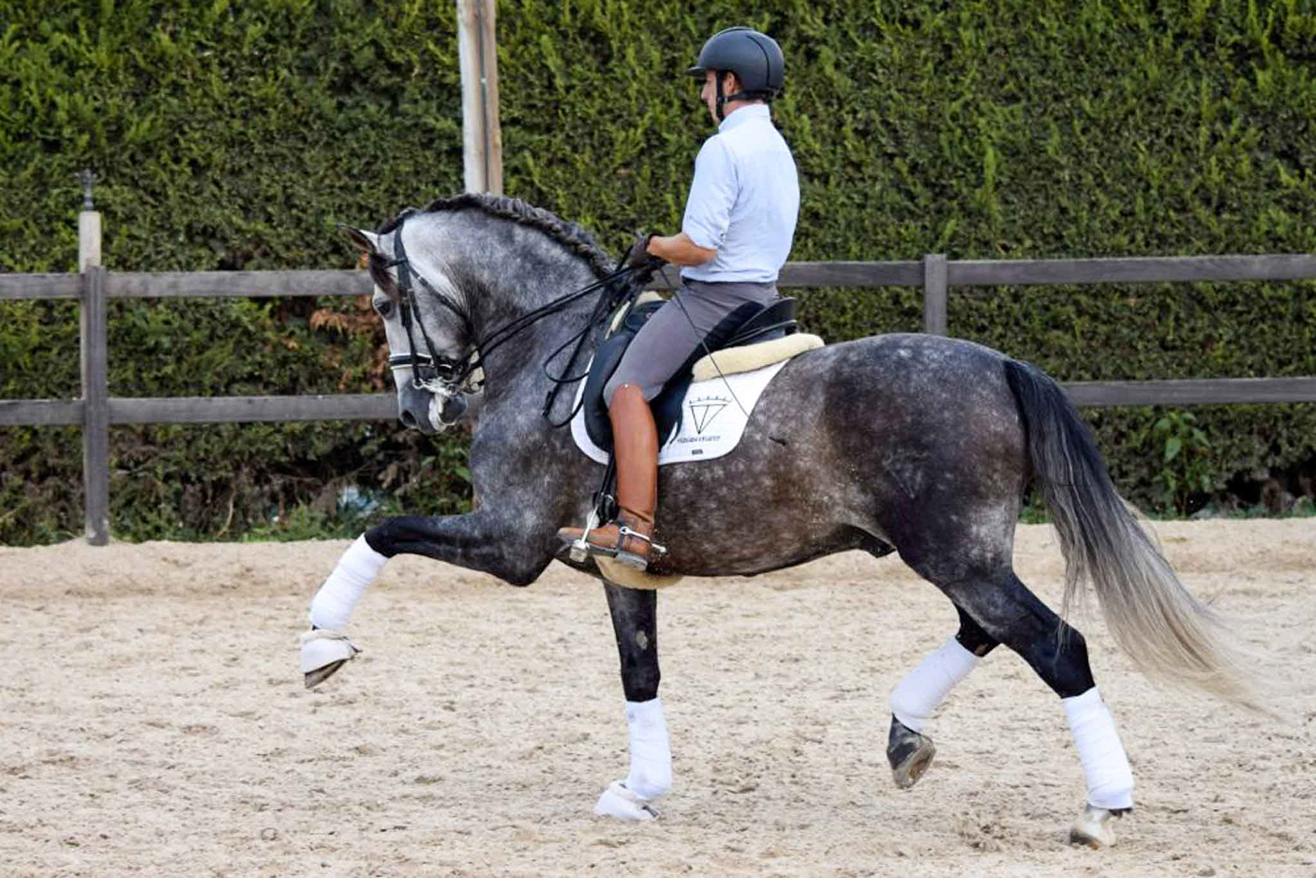 Extended Trot - PRE Andalusian stallion Ambicioso VG, 7 years. Photo © CavalReal