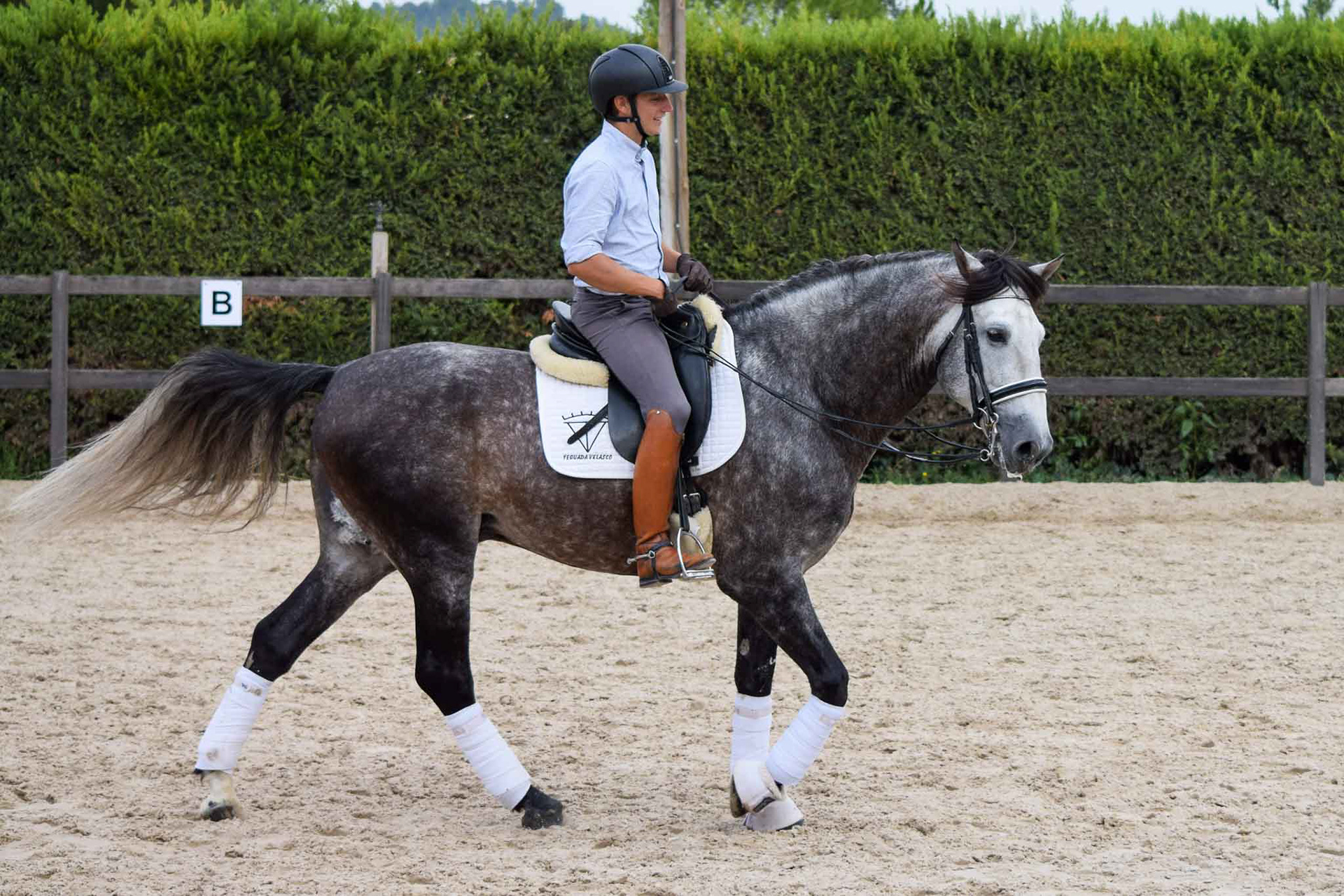 PRE Andalusian Stallion Ambicioso VG. Photo © CavalReal