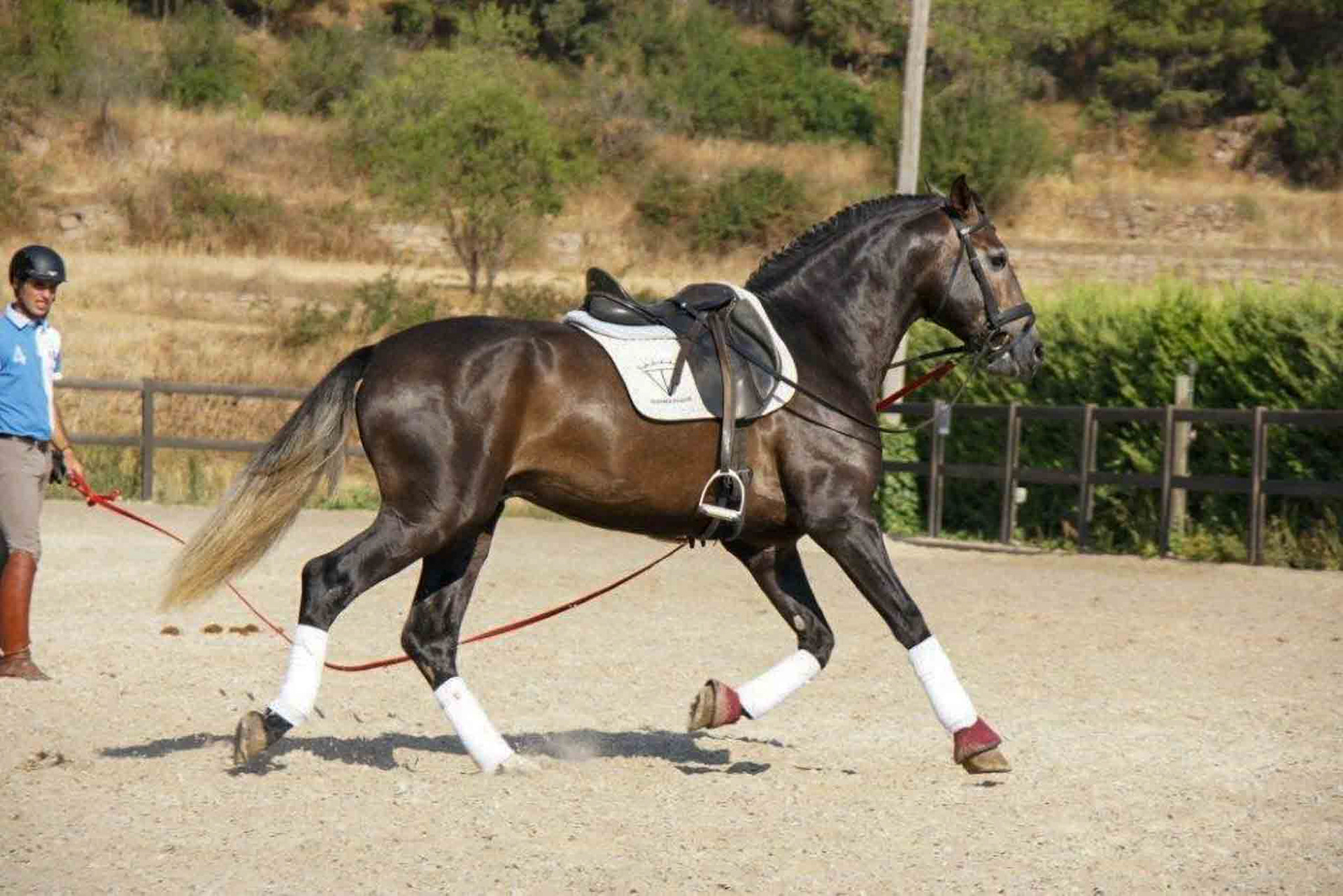 PRE Dressage Prospect, 3 yrs