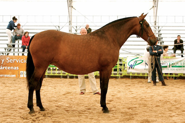 Camelia XXII