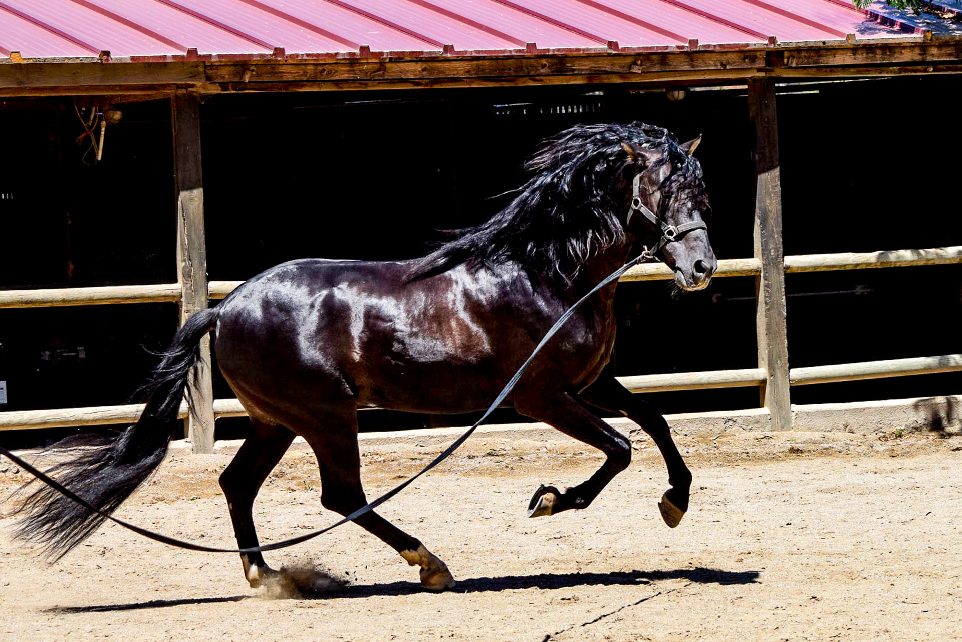 Alejandro, 7 yrs | Photo © CavalReal