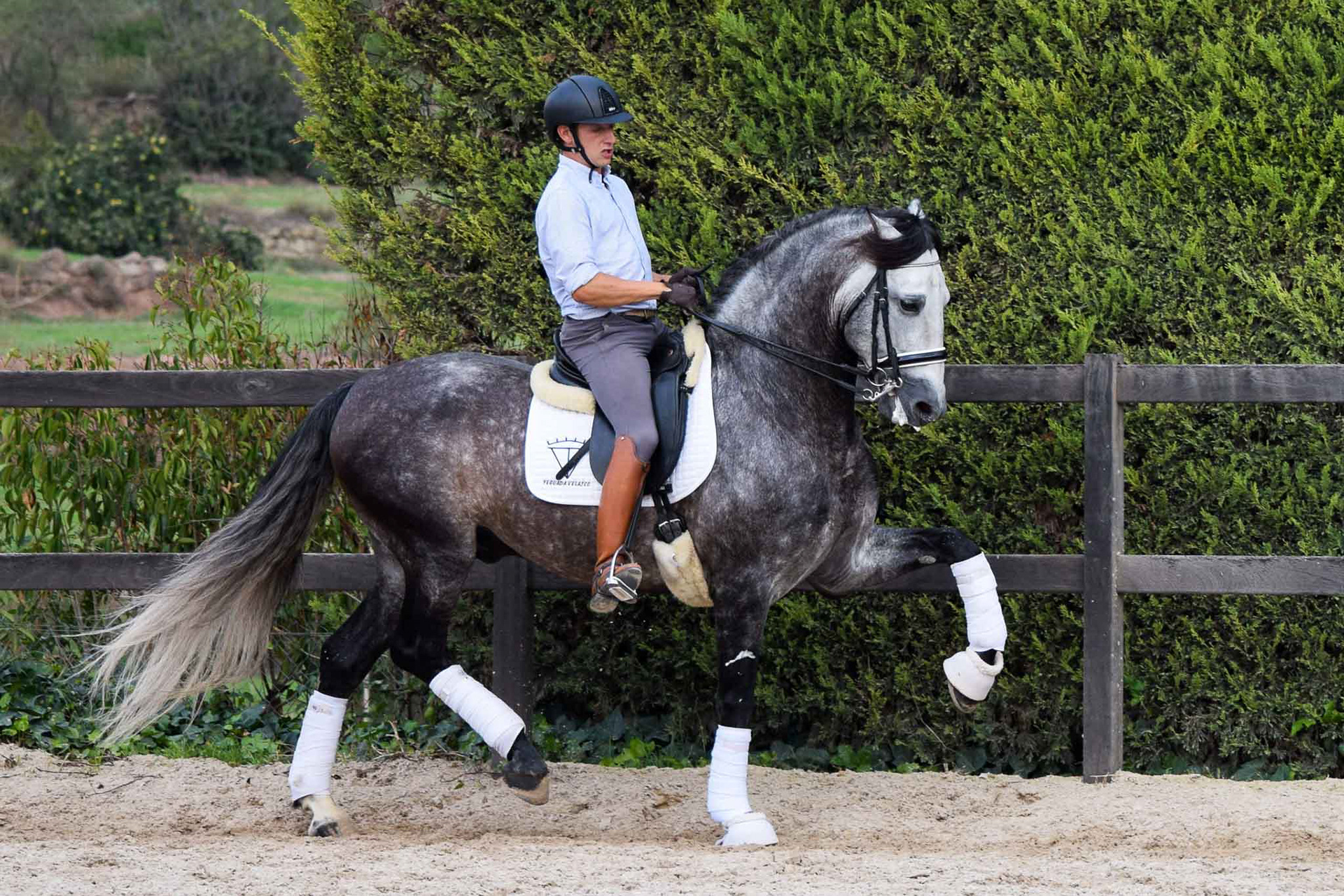 PRE Andalusian Stallion Ambicioso VG. Photo © CavalReal