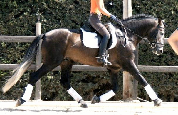PRE Dressage Prospect, 4 years / años