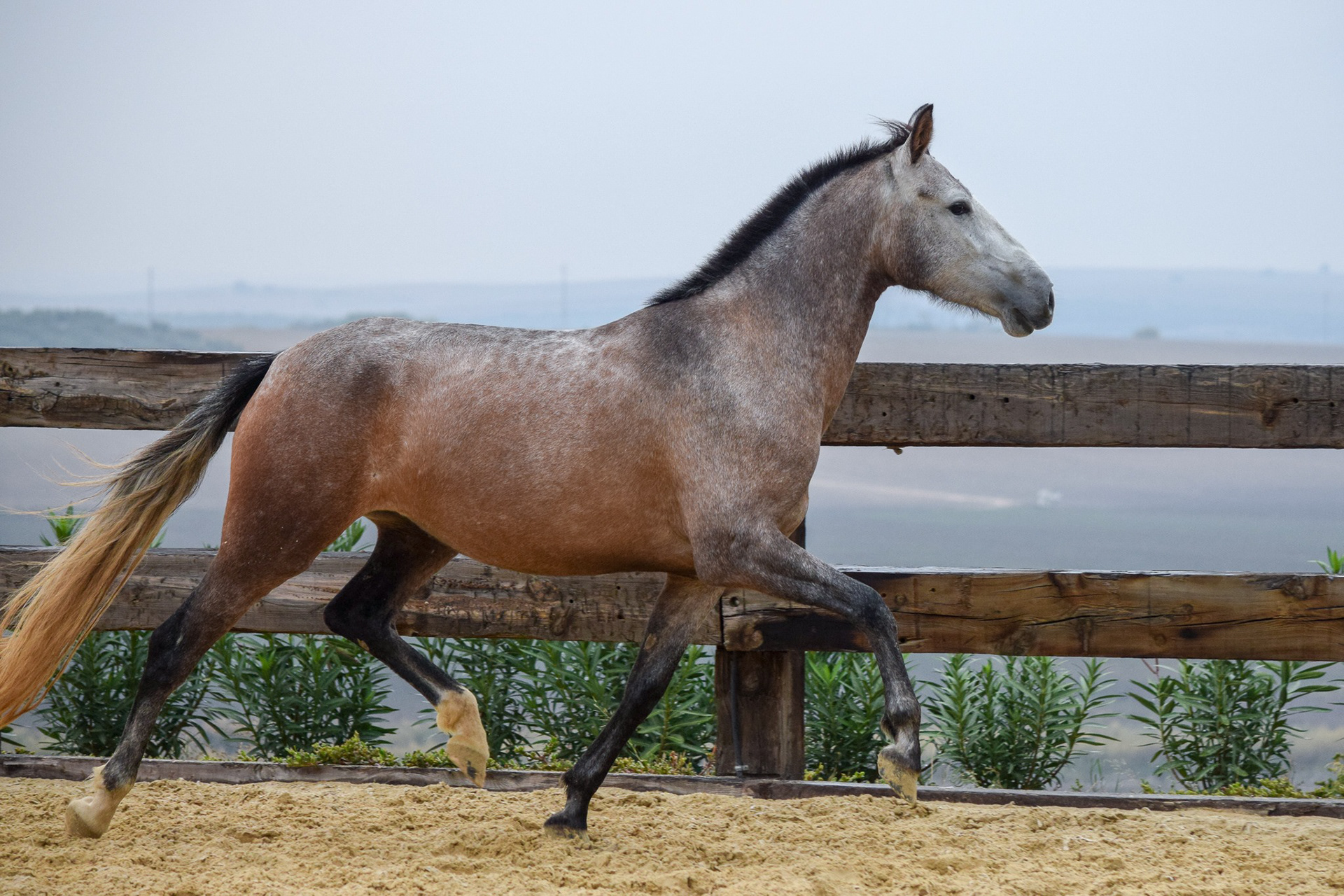 Bohemia Real, Pura Raza Española, 2 years / años