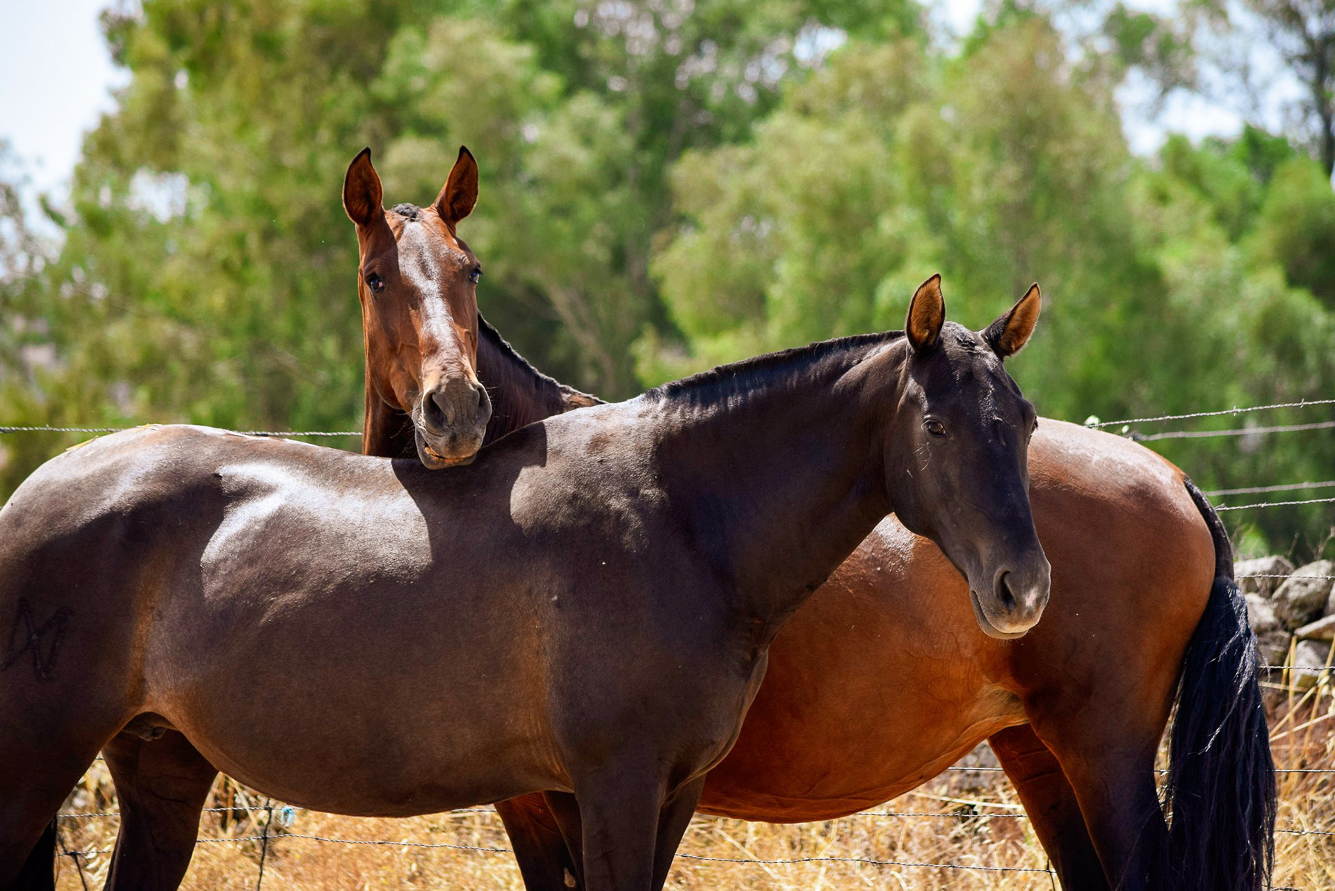 Inducida IV & Gramola from Yeguada Diabolo