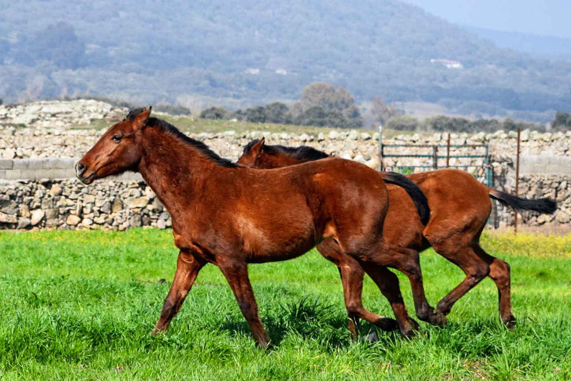 Winter pasture in Spain