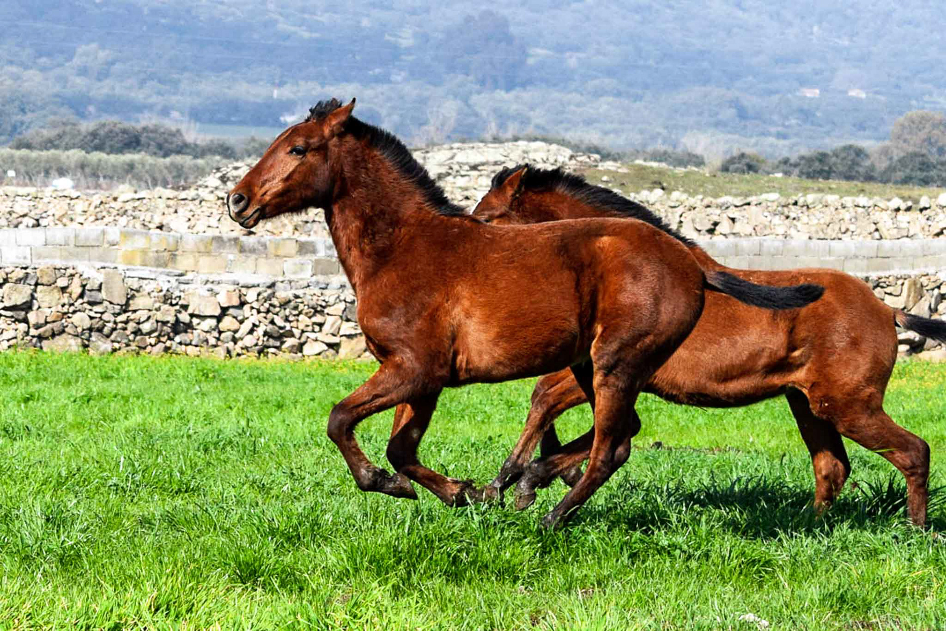 Winter pasture in Spain