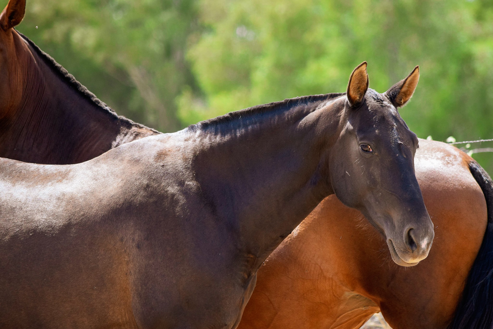 Inducida IV & Gramola from Yeguada Diabolo
