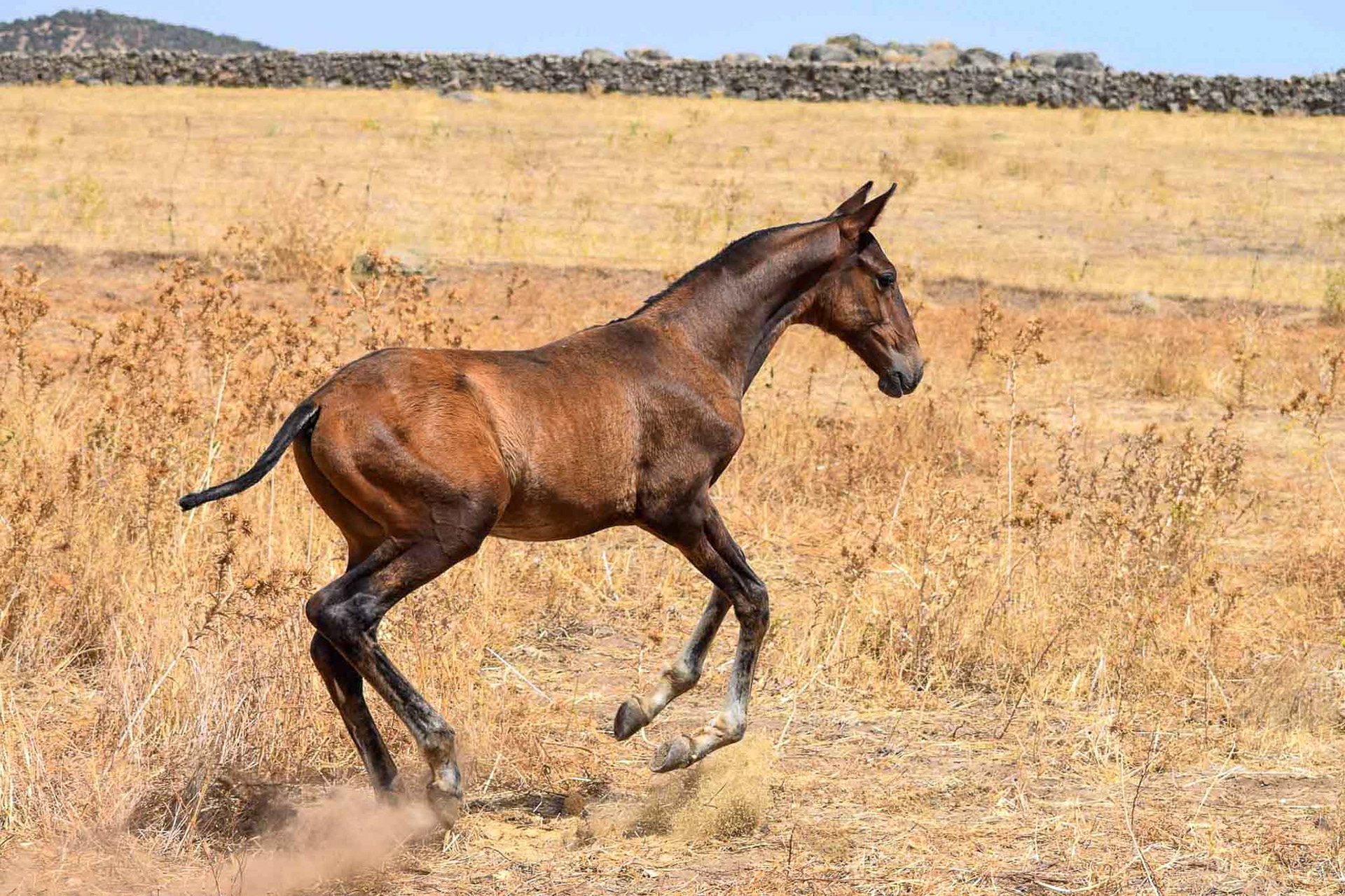 Dominante Real, 3 monts / meses. © CavalReal