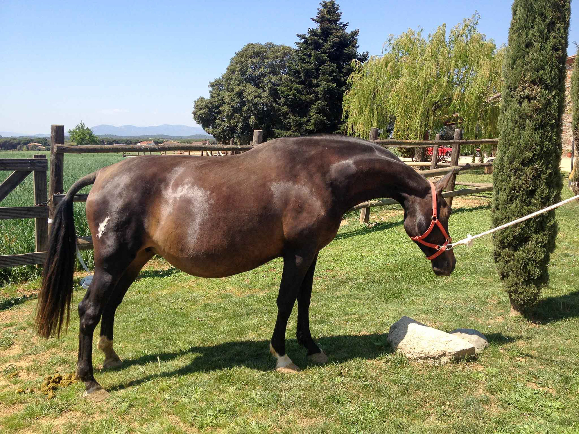 Pregnant Esmeralda CXXXV