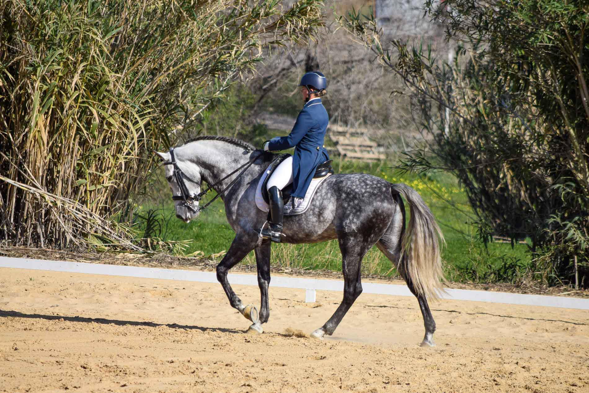 PRE Andalusian GP Prospect © VCR