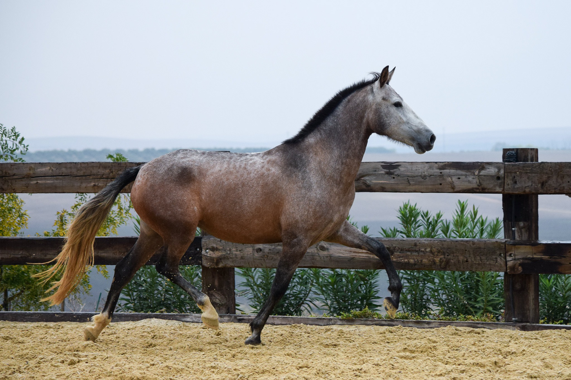 Bohemia Real, Pura Raza Española, 2 years / años