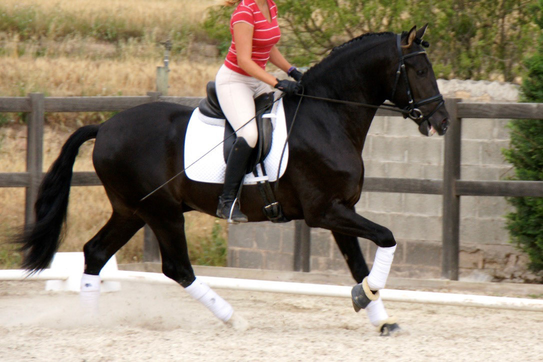 Black PRE Stallion, 3 years