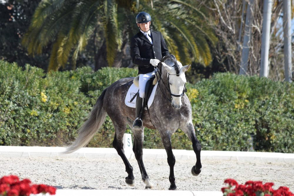 PRE Stallion Ambicioso VG Wins Gold. Photo © CavalReal