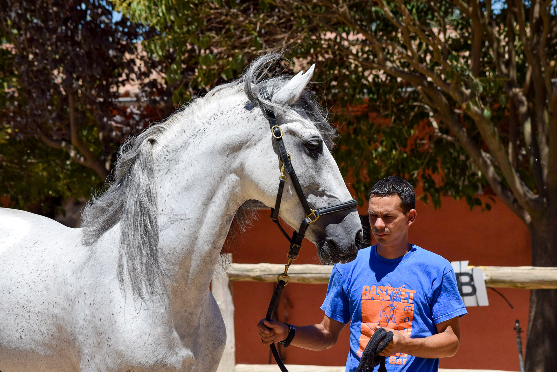 Grey PRE Stallion 16.2 hh / 168 cm