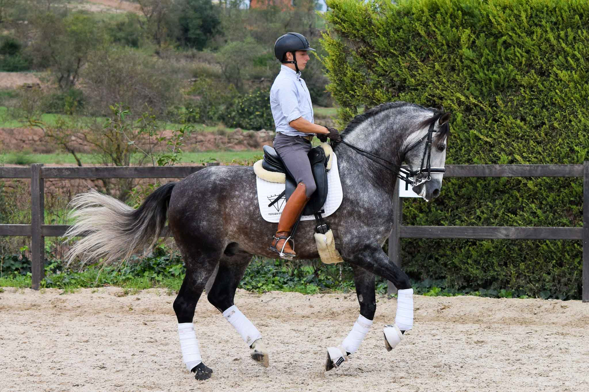 PRE Andalusian Stallion Ambicioso VG. Photo © CavalReal