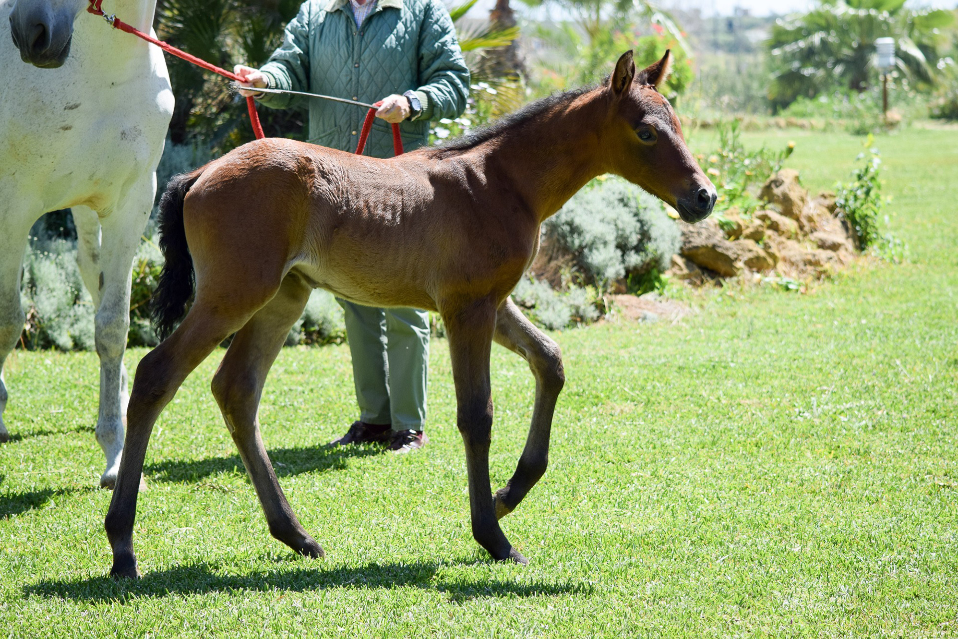 Farido "Coco" Real (Atiza II x Hiedra VG), 1 month/mes