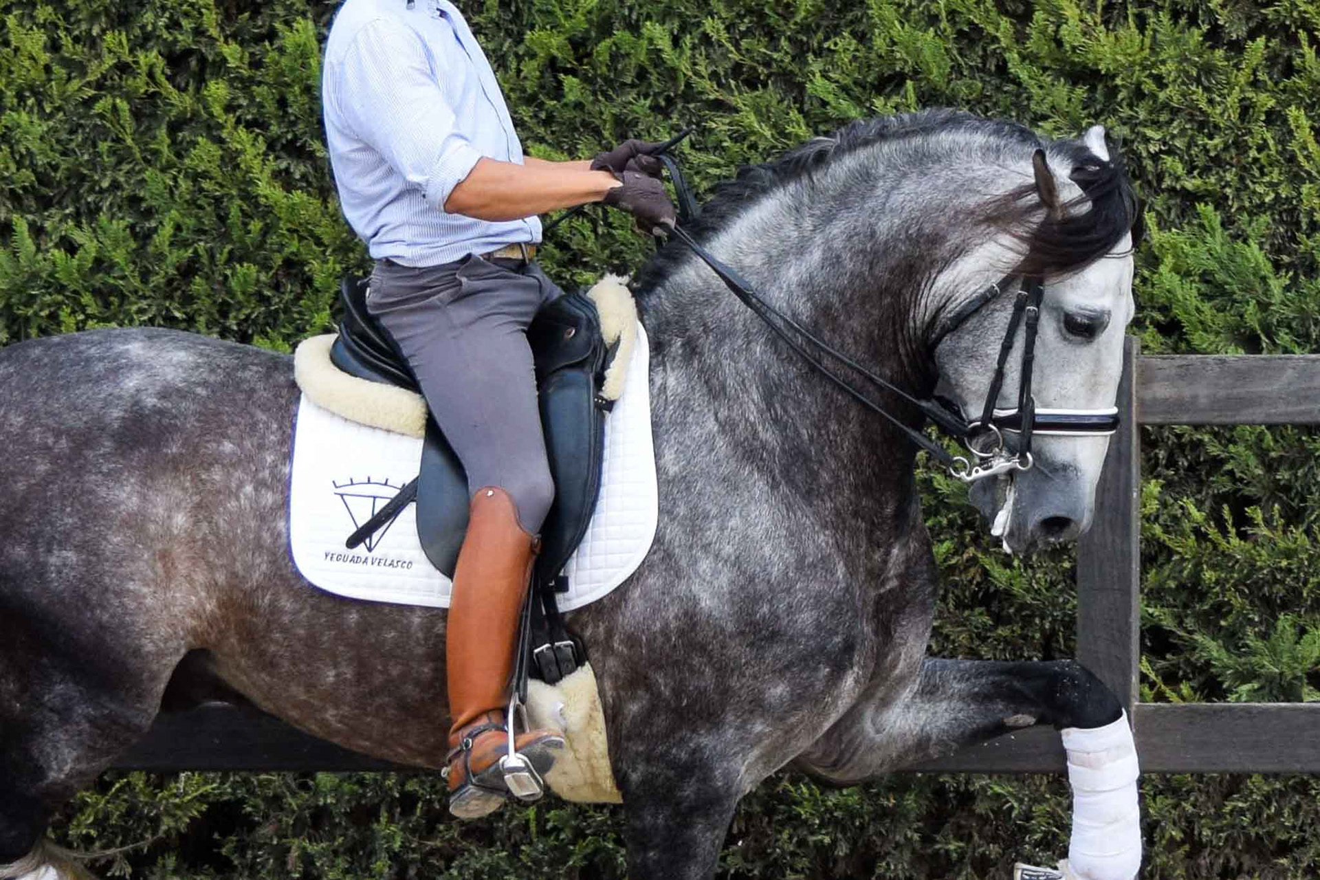 PRE Andalusian Stallion Ambicioso VG. Photo © CavalReal